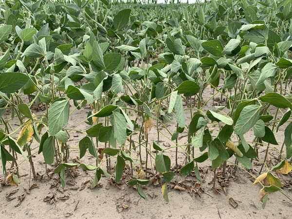 Drought-(and-Heat)-stress-in-soybeans-F04.jpg