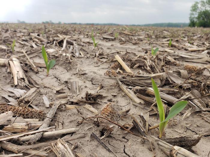 Emerged-Corn-Kansas-State