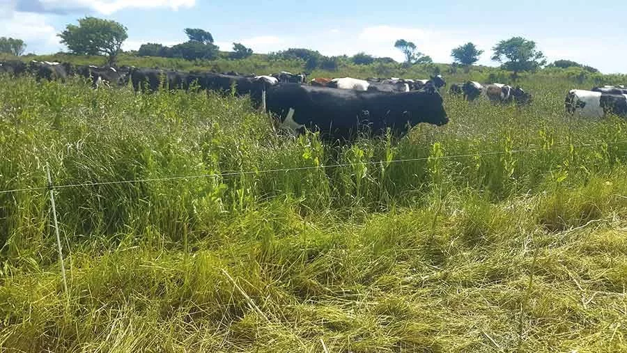 Grazing-herbal-ley-c-Andrew-Rees.jpg