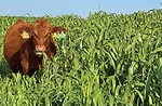 Managing-the-prussic-acid-in-sorghum-F01.jpg