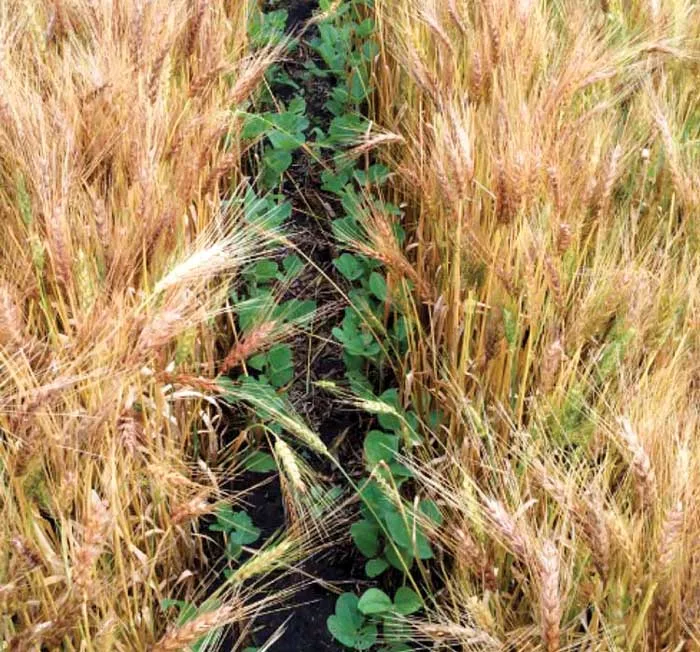 Steinlage-Interseeding.jpg