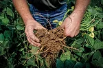 soybean-nodules.jpg
