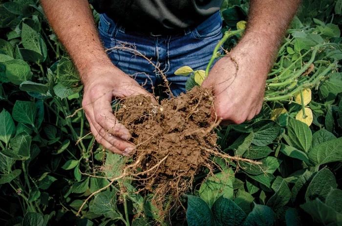 soybean-nodules.jpg