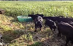 Angus-based-commercial-cattle-grazing.jpg