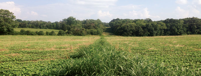 check-strip-in-a-soybean-field.jpg