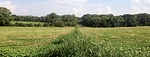 check-strip-in-a-soybean-field.jpg