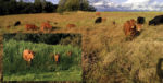 grazing-allows-more-value-from-cover-crops.jpg