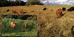 grazing-allows-more-value-from-cover-crops.jpg