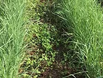 frost-seeding-red-clover.jpeg