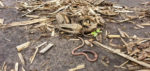 Calmer-Earthworm-in-Field.jpg
