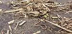 Calmer-Earthworm-in-Field.jpg