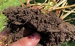 HEALTHY-SOIL-copy.jpg