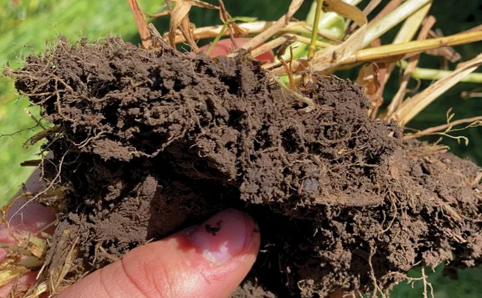 HEALTHY-SOIL-copy.jpg