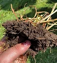 HEALTHY-SOIL.jpg