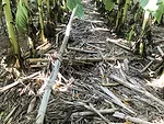 No-tilling-high-residue-crops.jpg