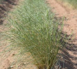 Paloma Indian ricegrass, Los Lunas PMC