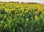 Rad-Rye-Field.jpg
