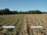 Reducing-corn-grain-yield-loss-F01.jpg
