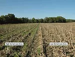 Reducing-corn-grain-yield-loss-F01.jpg