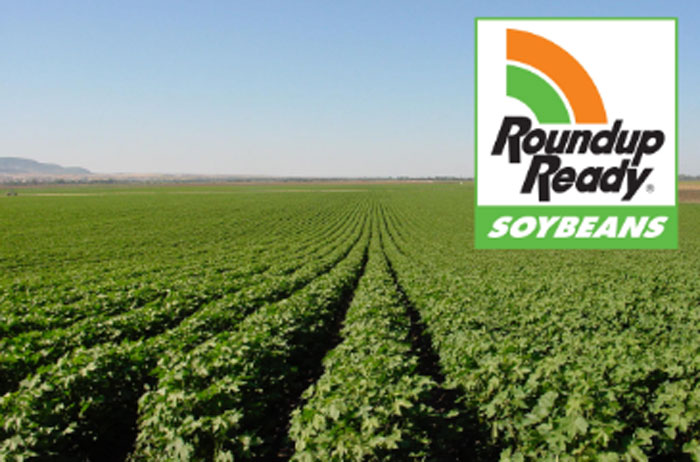 Roundup-Ready-Soybeans.jpg