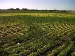 Soybean-nutrient-deficiencies-F02.jpg