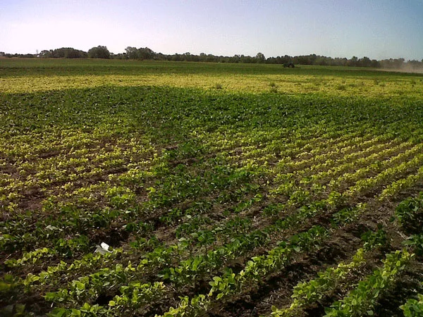 Soybean-nutrient-deficiencies-F02.jpg