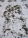 Winter-survival-factors-canola-F01.jpeg