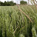 blackgrass.jpg