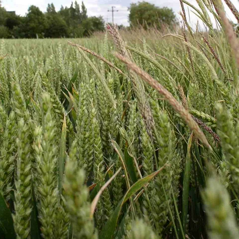 blackgrass.jpg