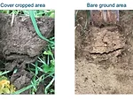 cover crop soil carbon credit.png