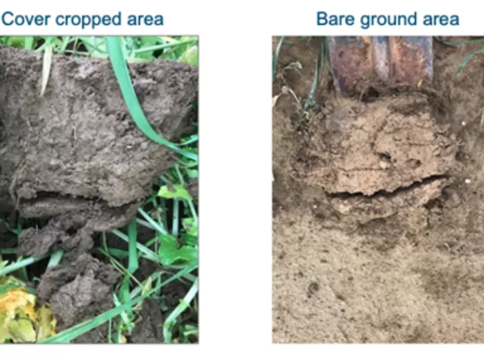 cover crop soil carbon credit.png