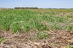 dry corn.jpg
