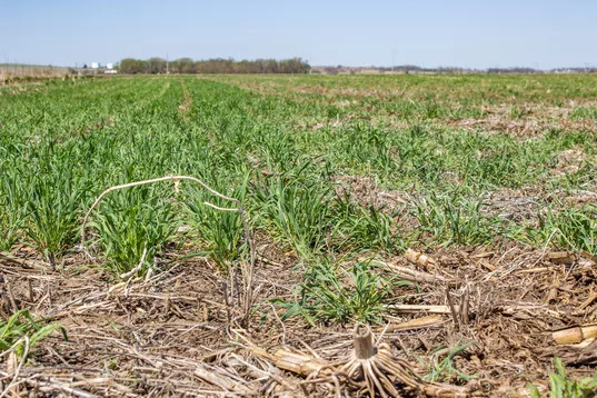 dry corn.jpg