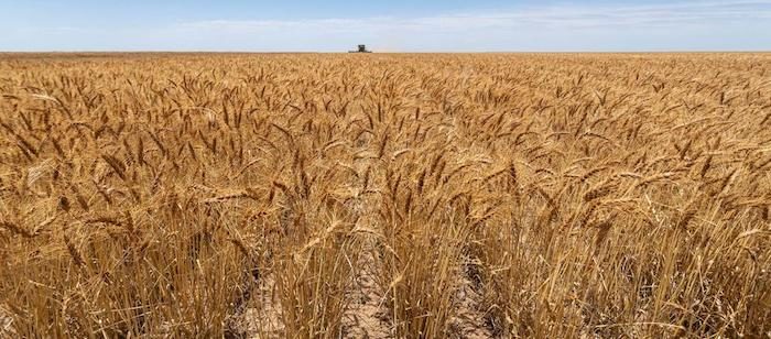 oklahoma wheat.jpg