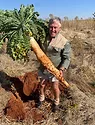 tillage radish.jpg