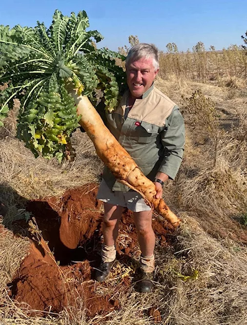 tillage radish.jpg