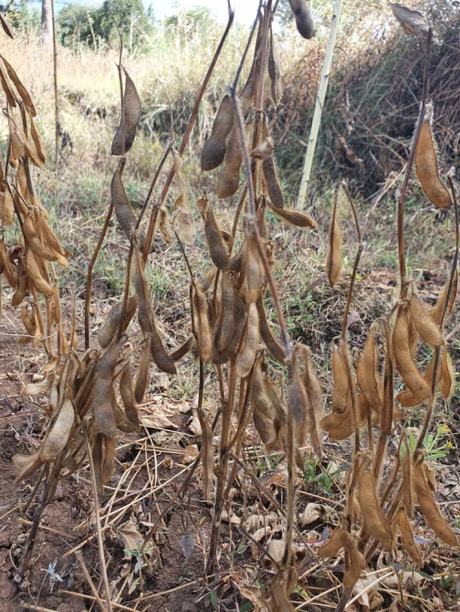 BAA soybeans