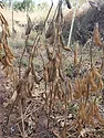 BAA soybeans.png