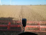 Bryan Severs Soybeans.jpg