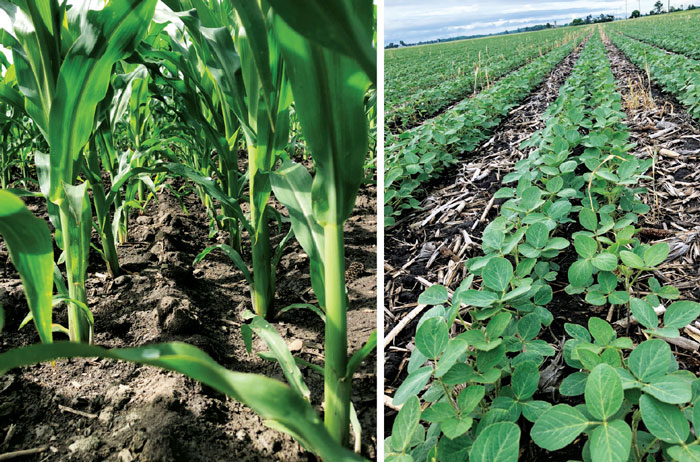 corn (L) and soybeans (R)