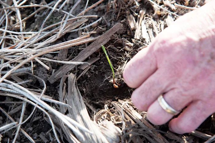 A NEW HOPE-Greenlee_Triticale_Sprout_Feature-image.jpg
