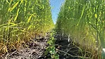 INTERSEEDING-SUCCESS.jpg