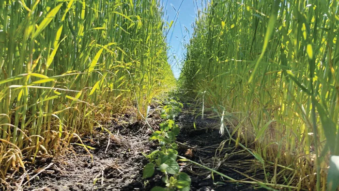 INTERSEEDING-SUCCESS.jpg