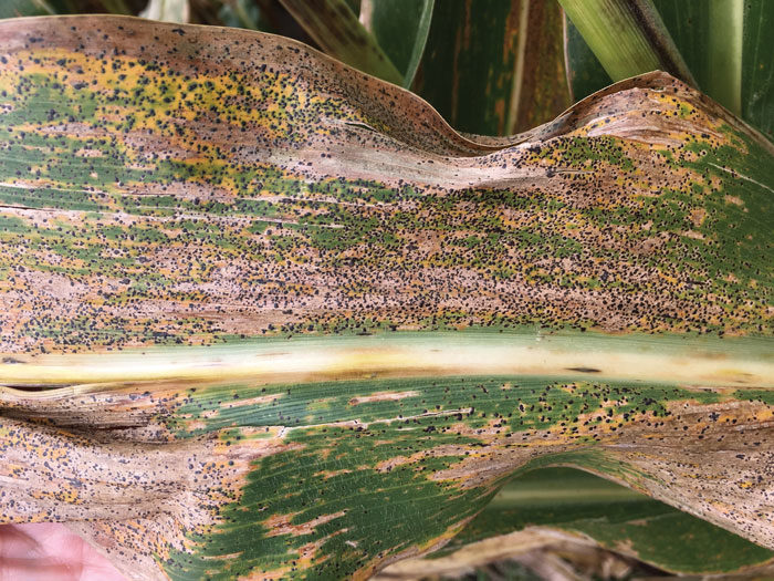 LEAF-INFECTION-TarSpot_Feature-image.jpg