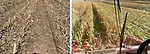 60-INCH-CORN-ROW-EXPERIMENT.jpg