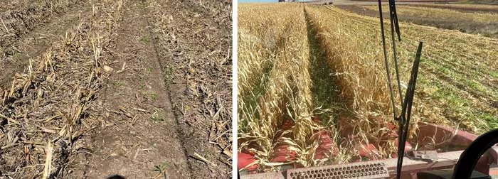 60-INCH-CORN-ROW-EXPERIMENT.jpg