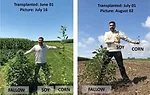 Proctor-Weed-Suppression.jpg