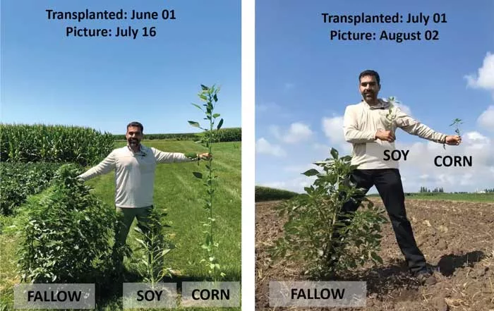 Proctor-Weed-Suppression.jpg