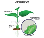 Crown-gall-agrobacterium.jpg