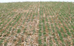 Phil-Needham-recommends-no-tilling-wheat.jpg